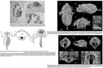Synchaeta longipes