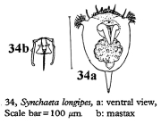 Synchaeta longipes