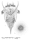 Synchaeta stylata