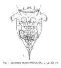 Synchaeta stylata