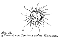 Synchaeta stylata