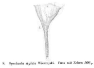 Synchaeta stylata