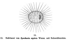 Synchaeta stylata