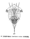 Synchaeta stylata