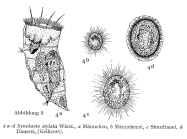 Synchaeta stylata