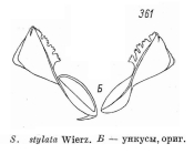 Synchaeta stylata