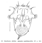 Synchaeta stylata