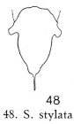 Synchaeta stylata