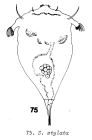 Synchaeta stylata