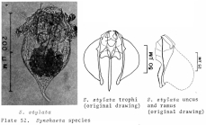 Synchaeta stylata