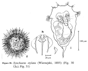 Synchaeta stylata