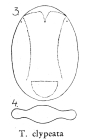 Testudinella elliptica