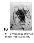 Testudinella elliptica