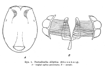 Testudinella elliptica