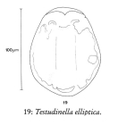Testudinella elliptica