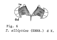 Testudinella elliptica