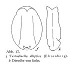 Testudinella elliptica