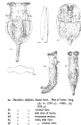 Testudinella elliptica