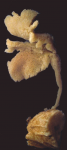 Semisuberites arctica Semisuberites arctica