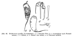 Trichocerca pusilla