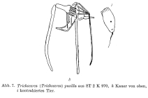 Trichocerca pusilla