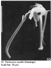 Trichocerca pusilla