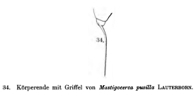 Trichocerca pusilla