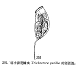 Trichocerca pusilla