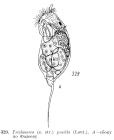 Trichocerca pusilla