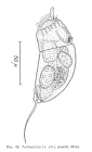 Trichocerca pusilla