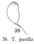 Trichocerca pusilla