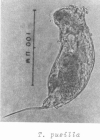 Trichocerca pusilla