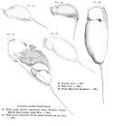 Trichocerca pusilla