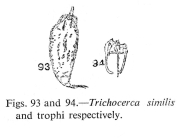 Trichocerca similis