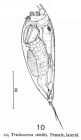Trichocerca similis