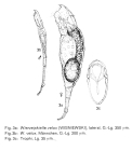 Wierzejskiella velox