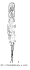 Wierzejskiella velox