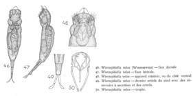 Wierzejskiella velox