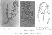 Wierzejskiella velox
