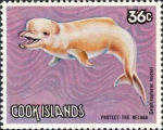 Delphinapterus leucas Delphinapterus leucas