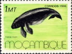 Dugong dugon Dugong dugon