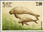 Dugong dugon Dugong dugon
