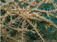 Leptometra phalangium