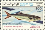 Engraulis encrasicholoides Engraulis encrasicholoides