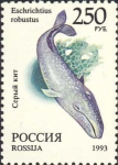 Eschrichtius robustus Eschrichtius robustus