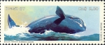 Eubalaena australis Eubalaena australis
