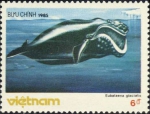 Eubalaena glacialis Eubalaena glacialis