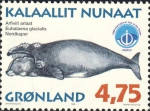 Eubalaena glacialis Eubalaena glacialis