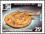 Halieutaea stellata Halieutaea stellata