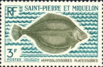 Hippoglossoides platessoides Hippoglossoides platessoides
